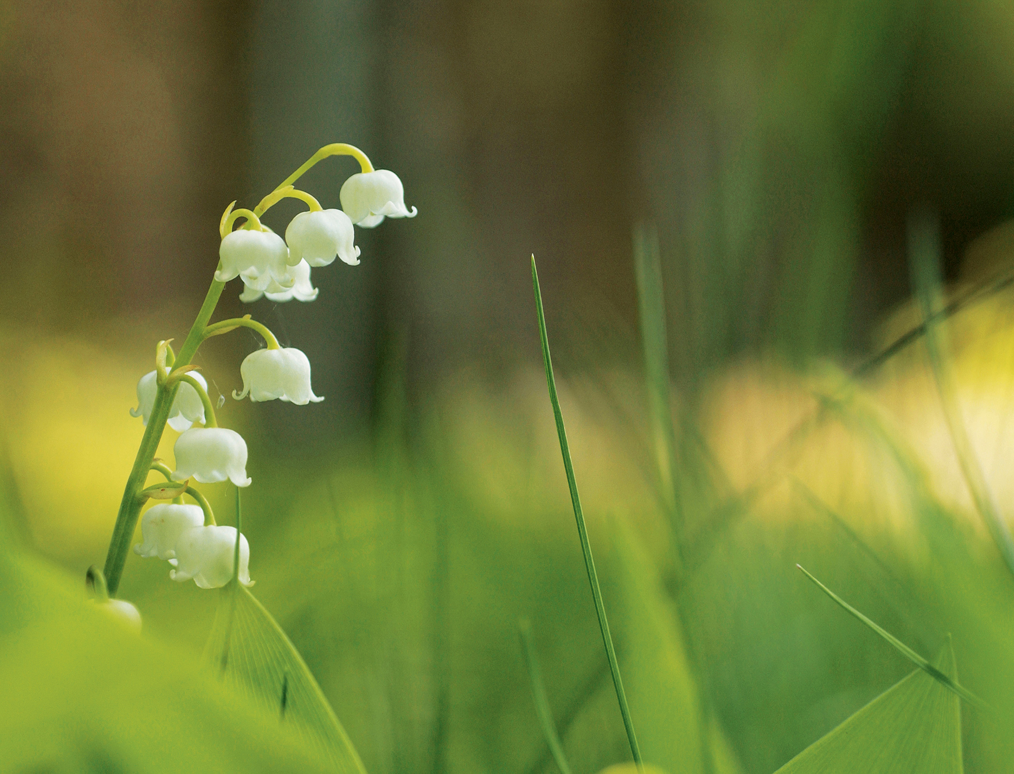 THE FIRST OF SUMMER: FLORIS OF LONDON ПРАЗДНУЕТ БЕЛЬТАЙН ~ Авторские очерки