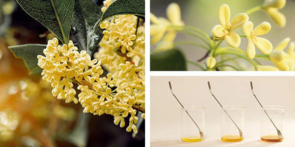 osmanthus