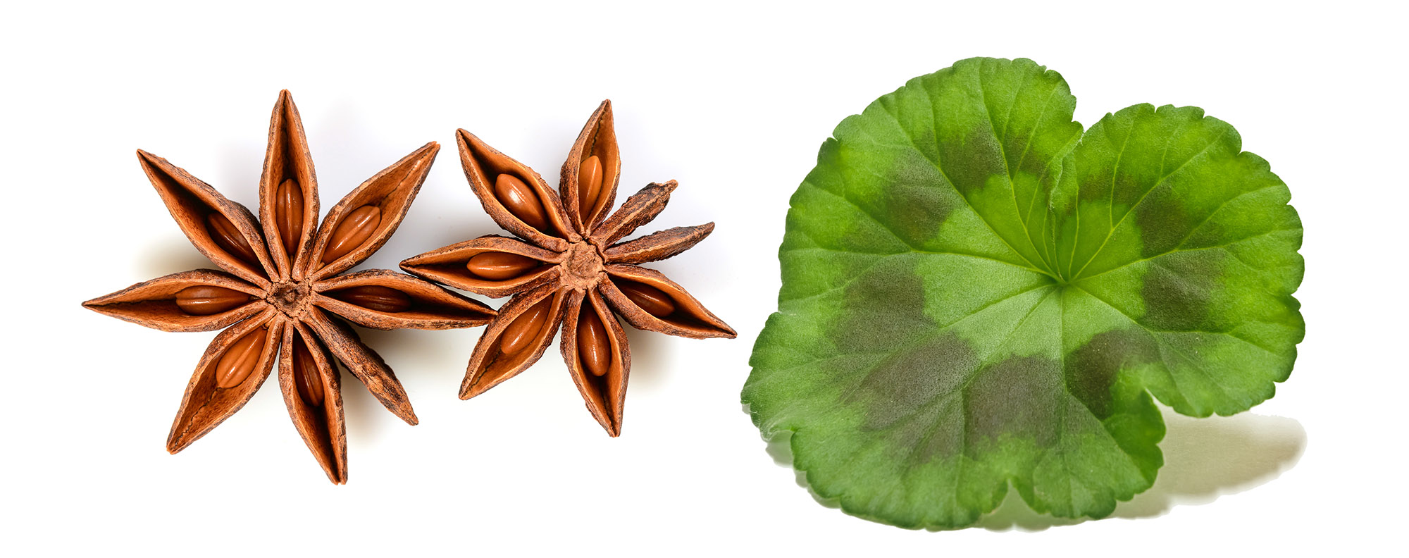 Star anise and geranium leaf.