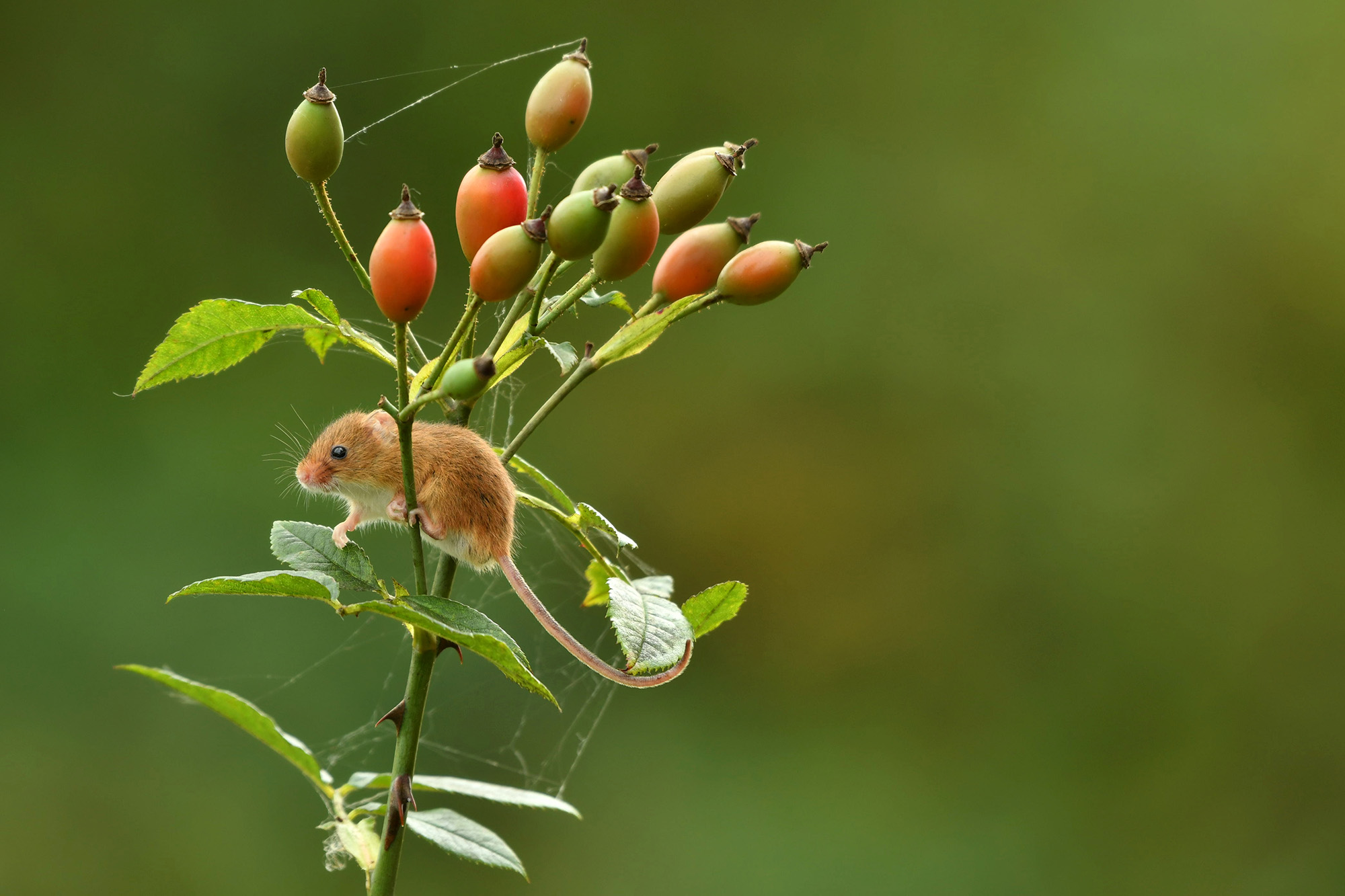 Обзор нового аромата от Zoologist, Harvest Mouse ~ Обзоры ароматов