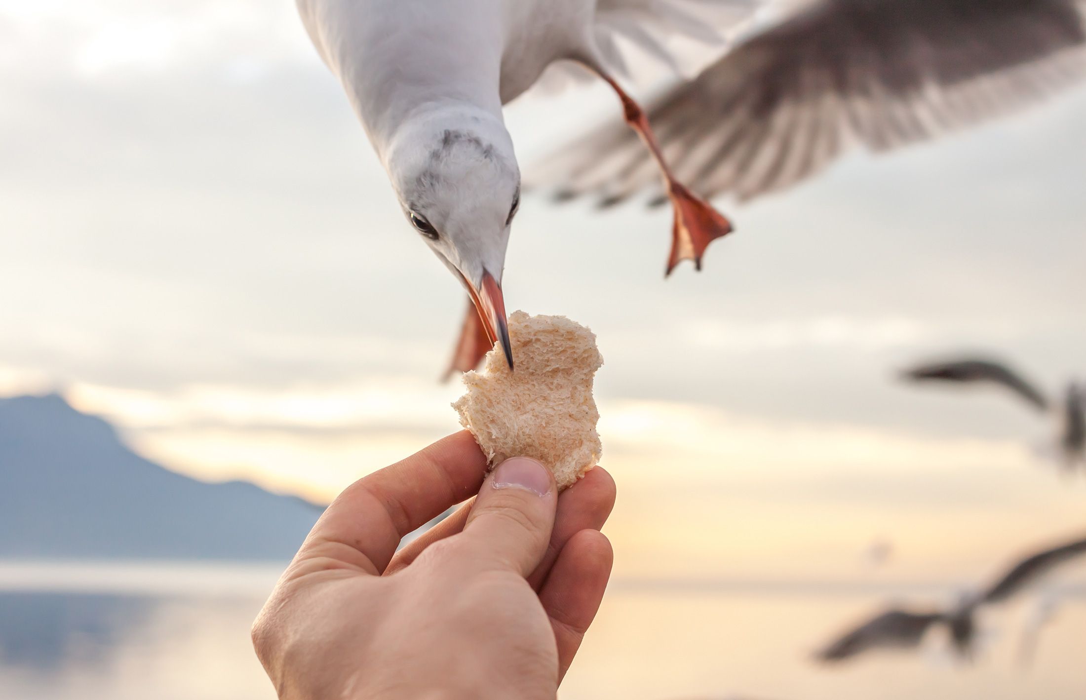 Seagulling A Girl