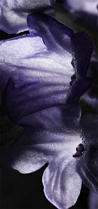 violet