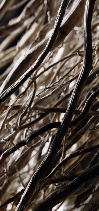 vetiver
