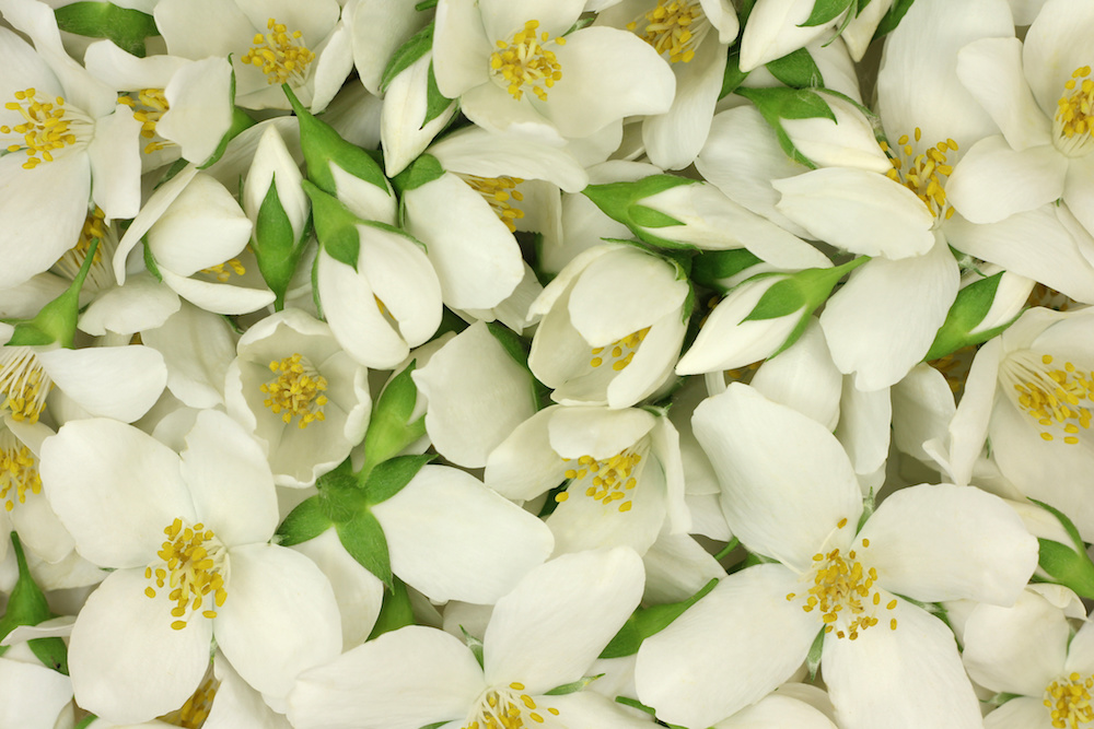jasmine