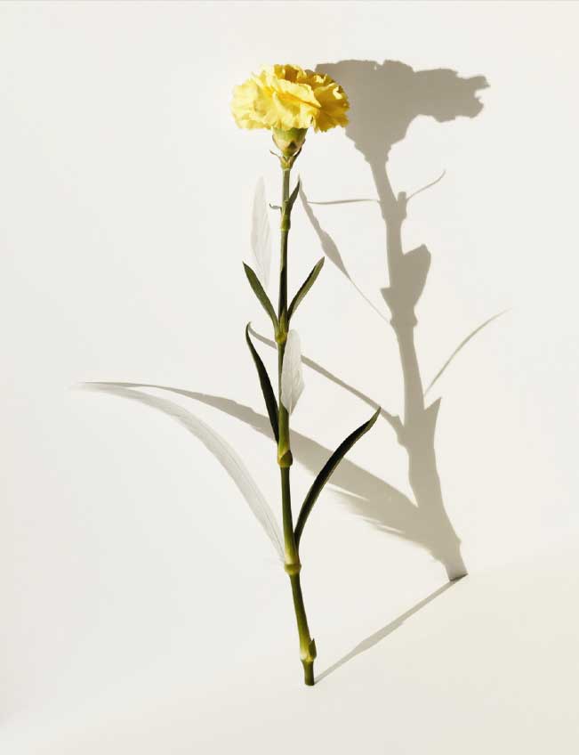 carnation