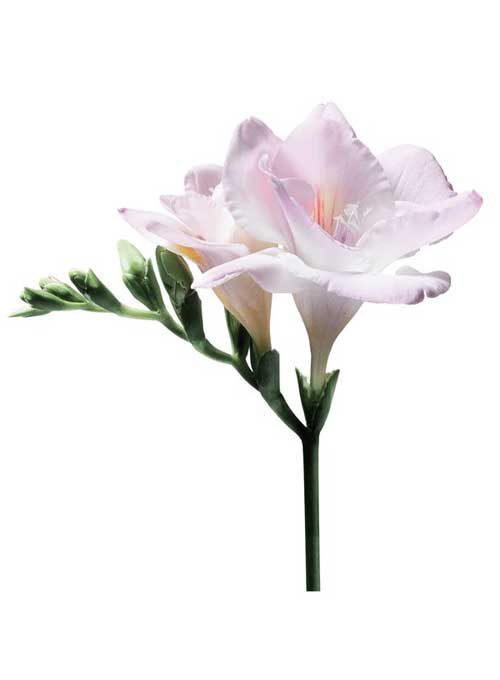 freesia