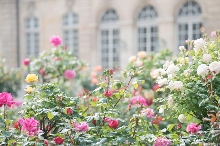 Palais-Royale rose garden