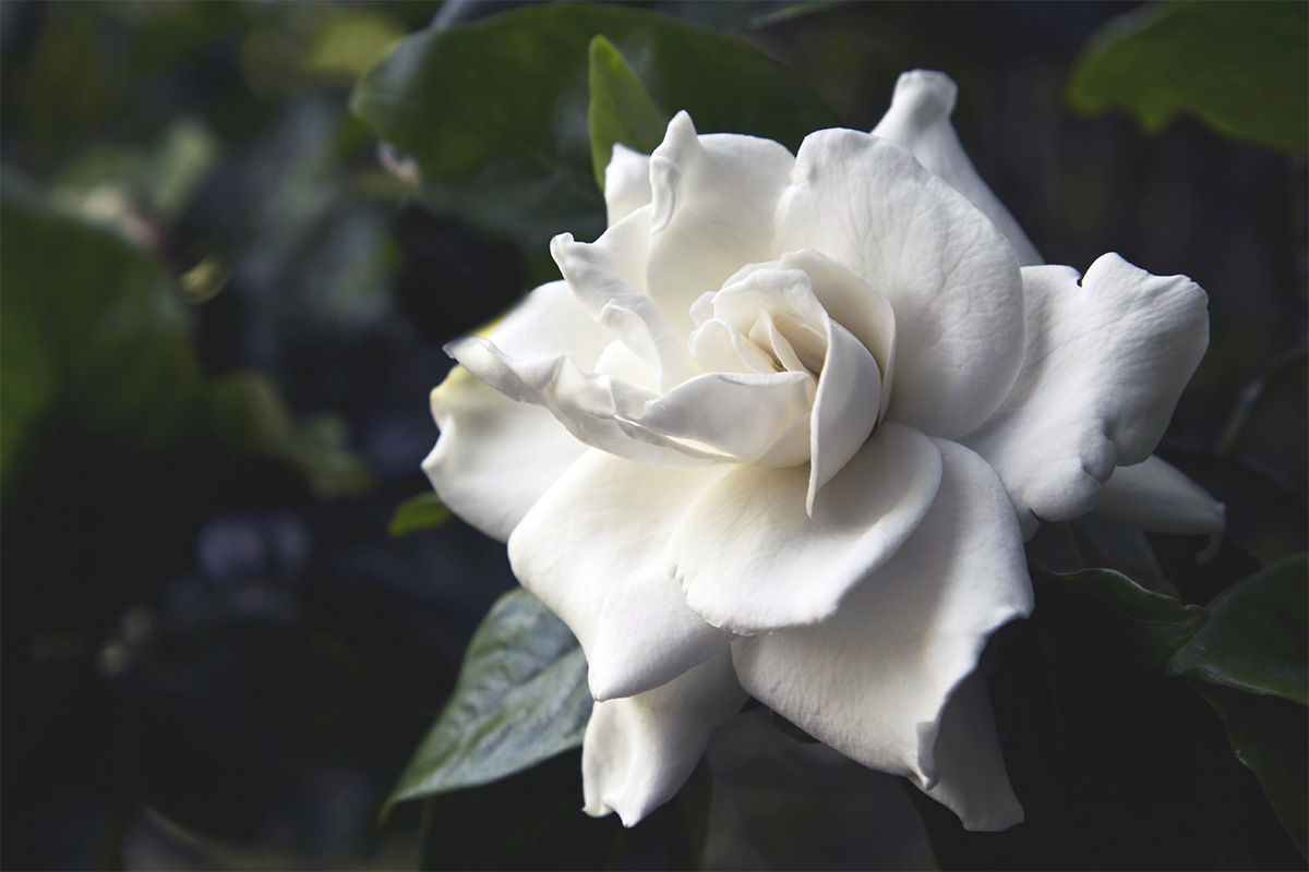 Gardenia flower