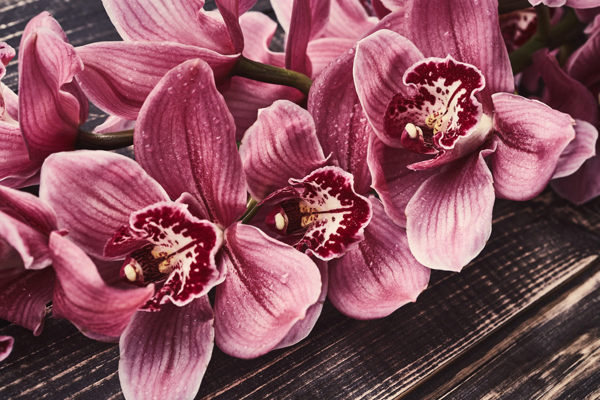 orchid