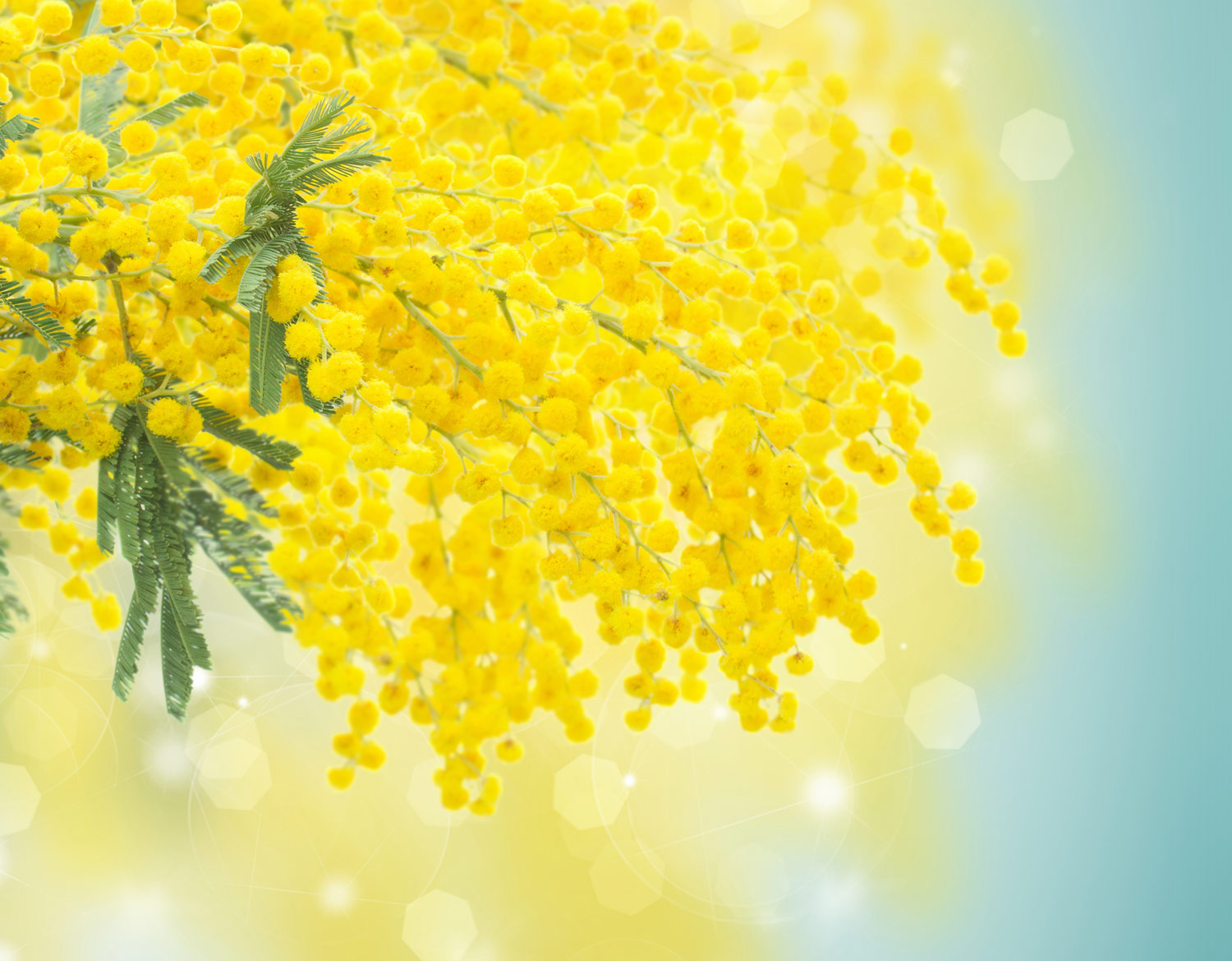mimosa