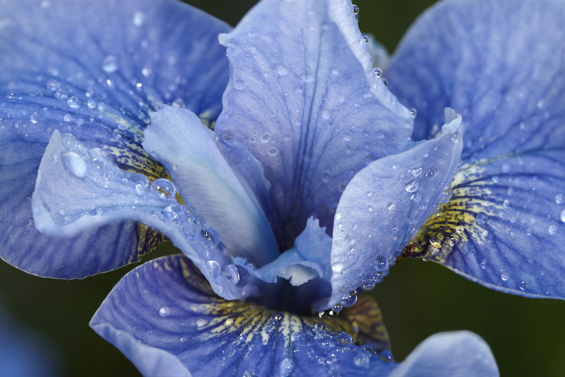 iris flower