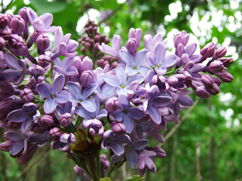 lilac bunches