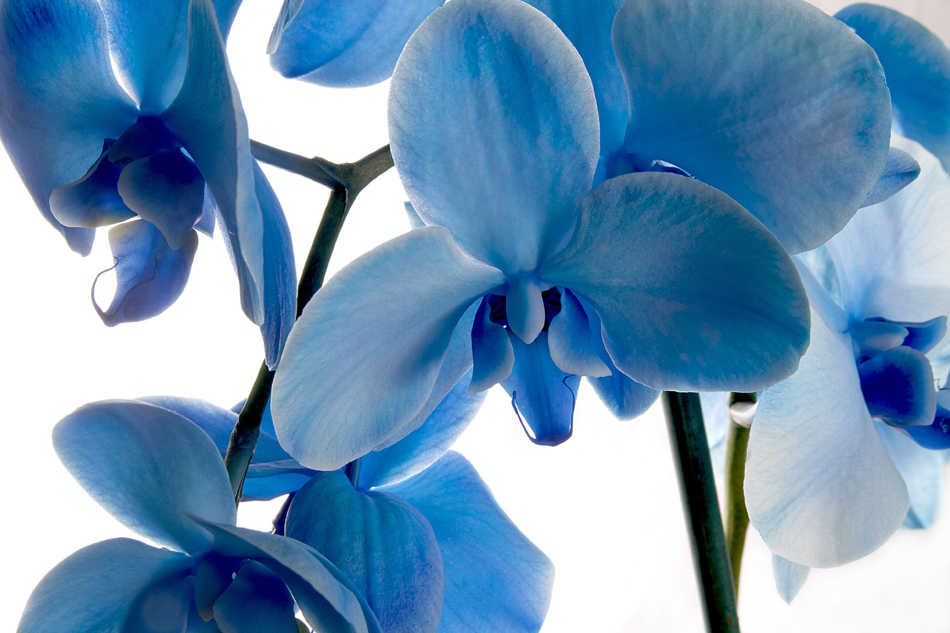 Blue Mystique orchid