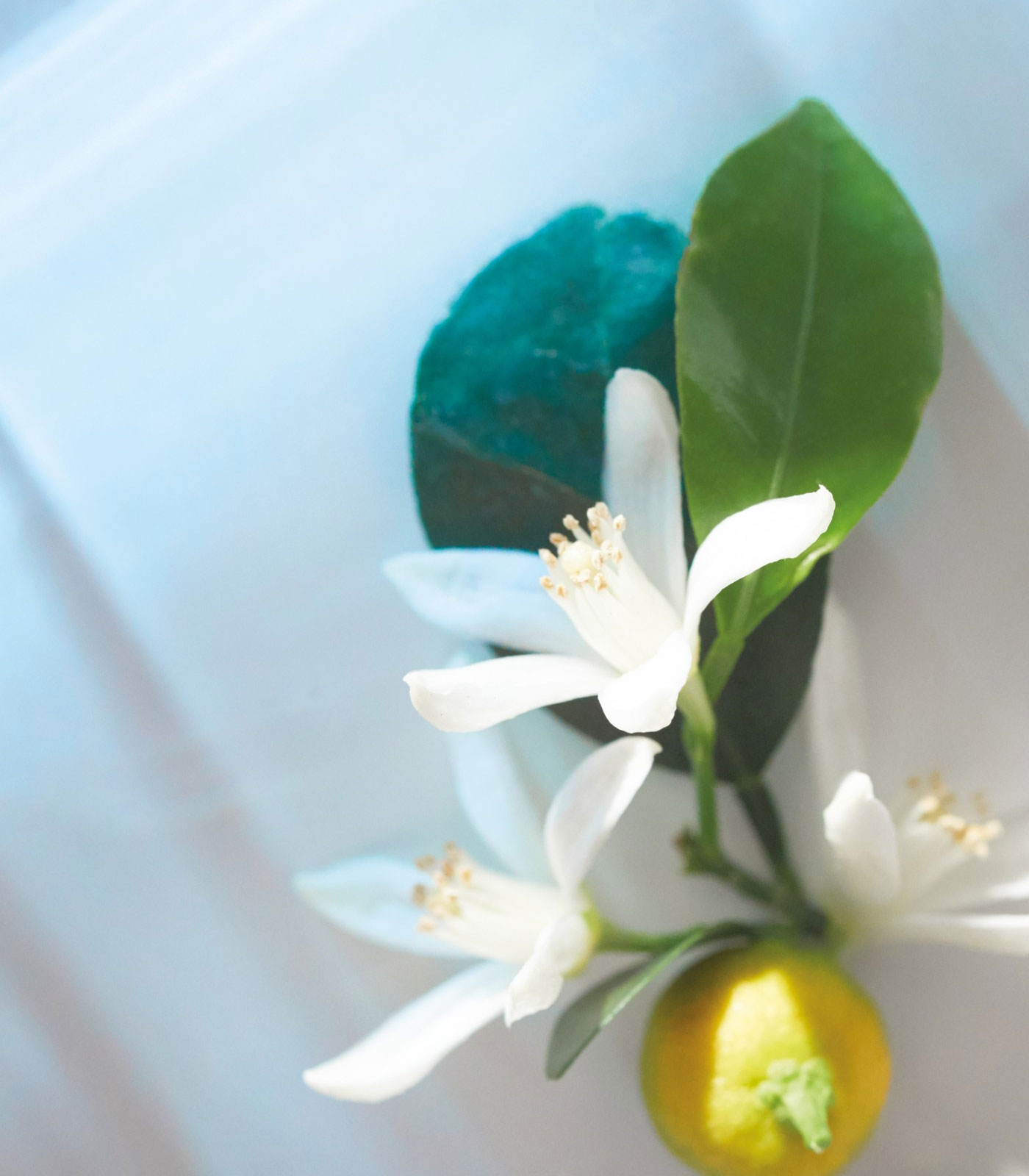 orange blossom