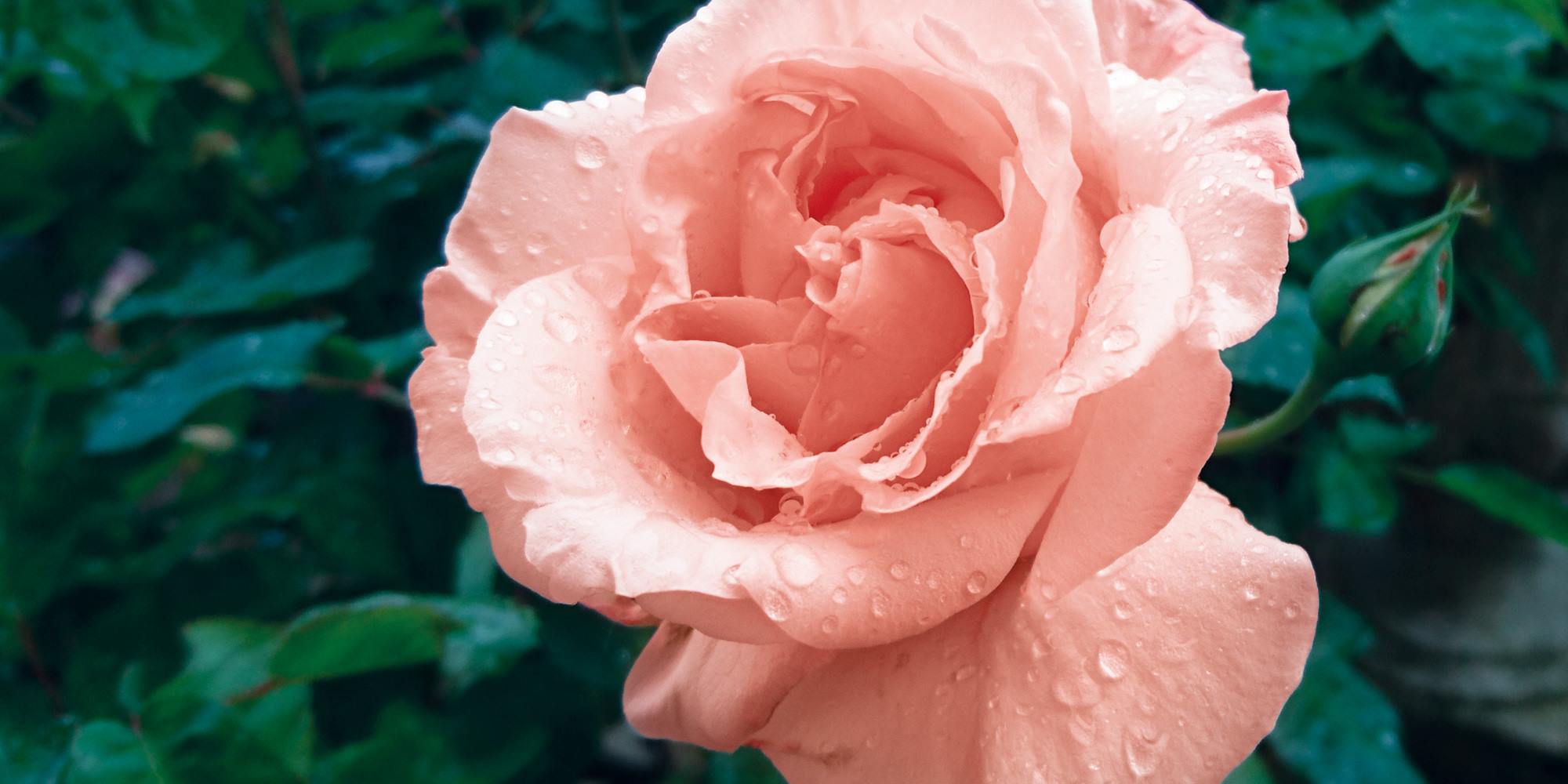 terre del garda isola del garda a rose
