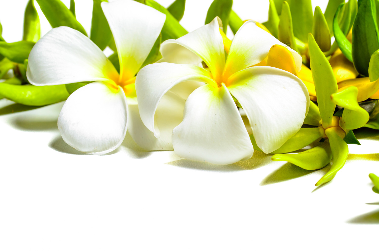 YLANG YLANG and FRANGIPANI