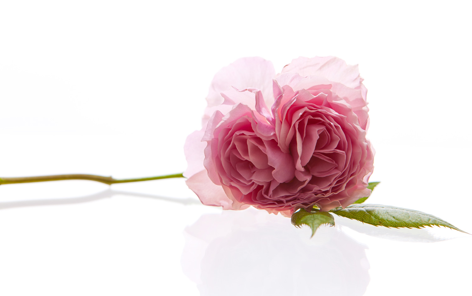 ROSA CENTIFOLIA