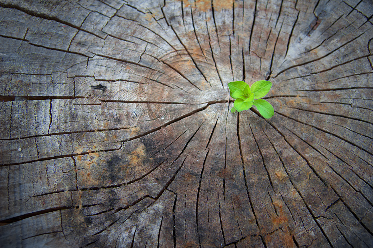 WOOD