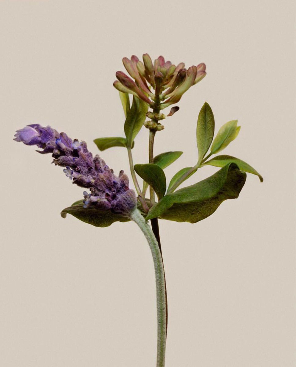lavender