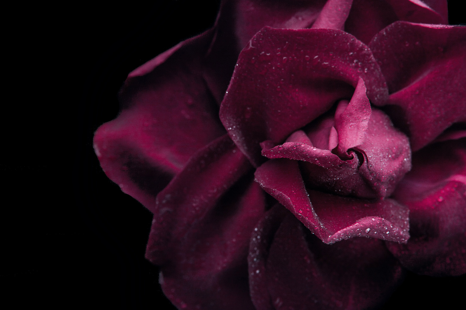 rose flower