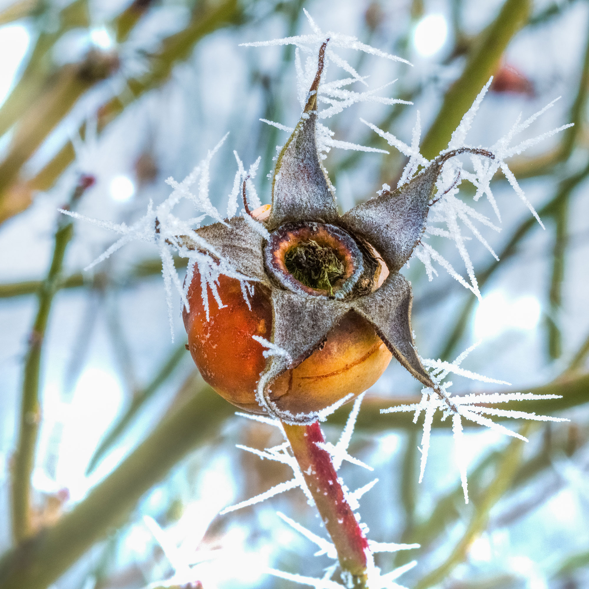 предтрен insane labz psychotic 35serv (виноград). Psychotic london frozen liquid. Psychotic london frozen liquid. Insane labs psychotic 220 гр. Frozen yoghurt (ice boost) - клубника - гранат 120 мл 0 мг/мл.