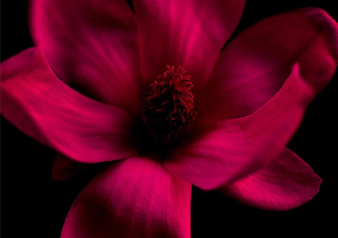 magnolia