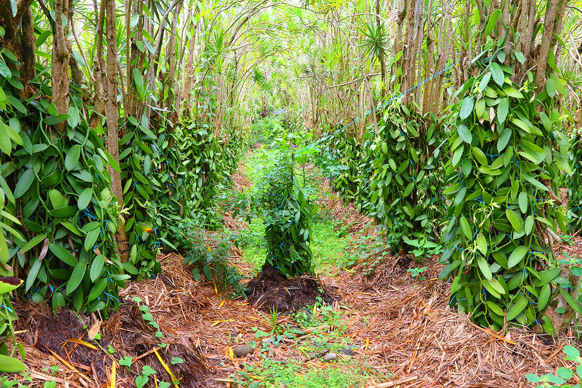 vanilla plantation at Reunion