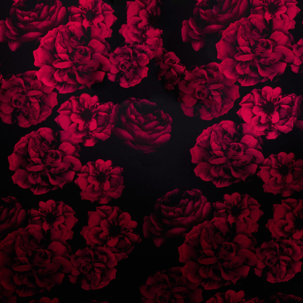 damask rose