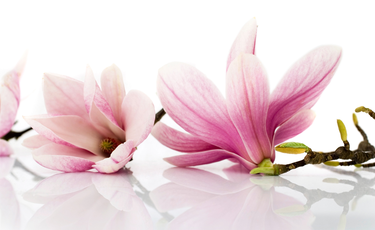 magnolias