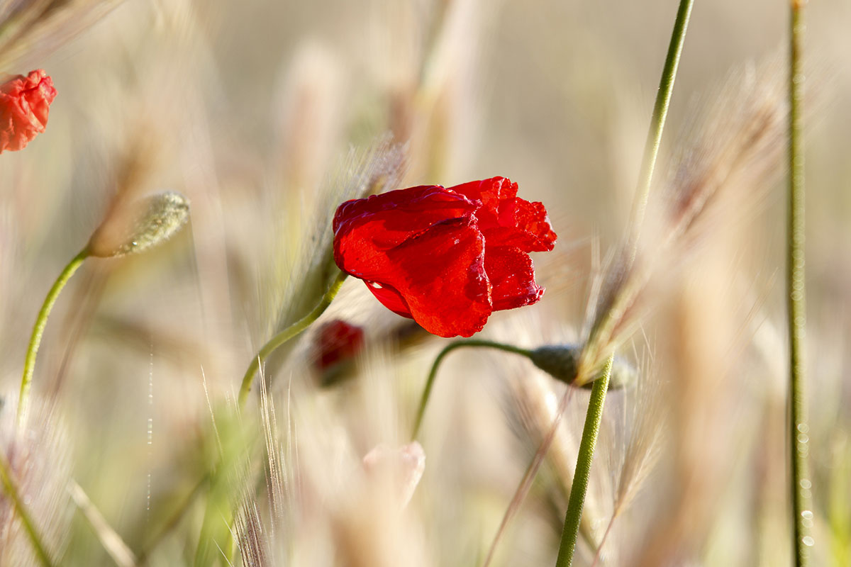 Poppy & barley