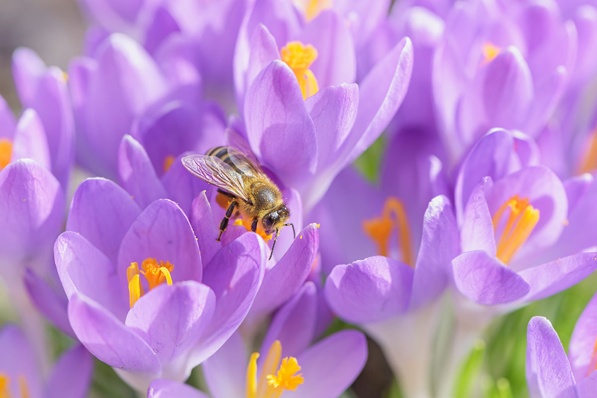 Honey & Crocus