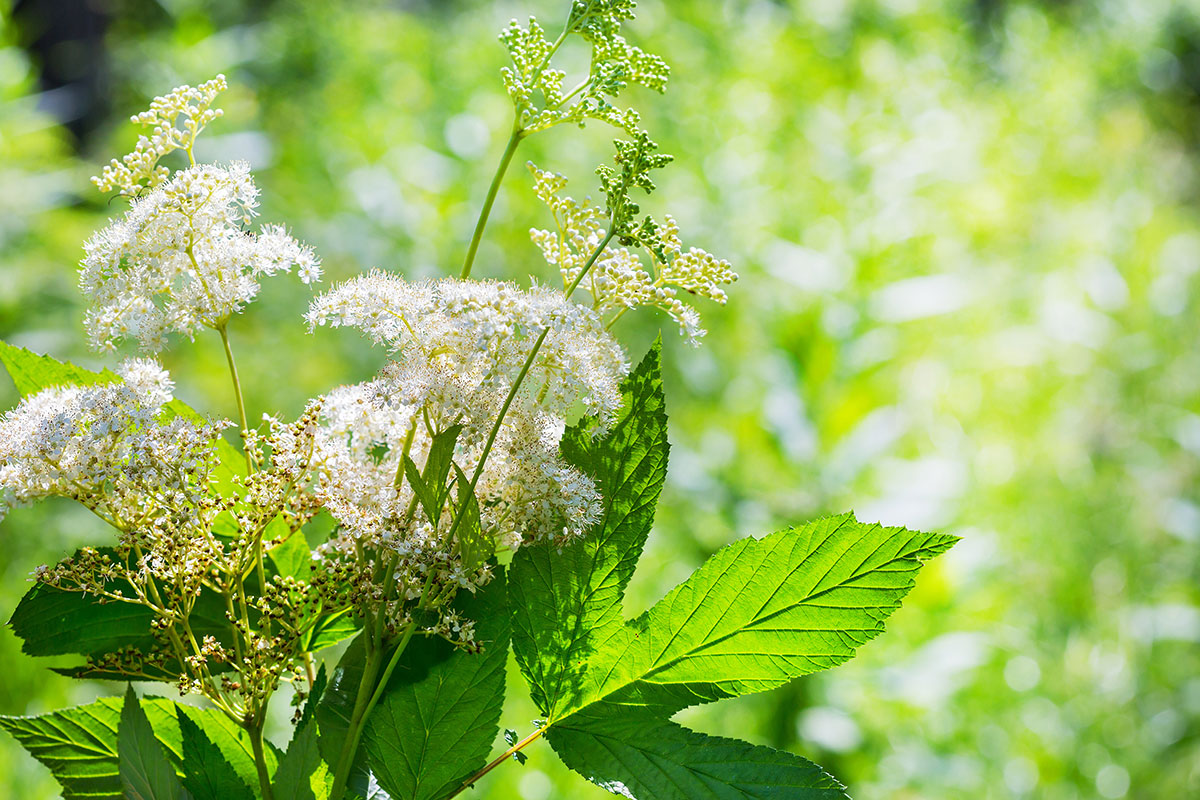 Green Wheat & Meadowsweet
