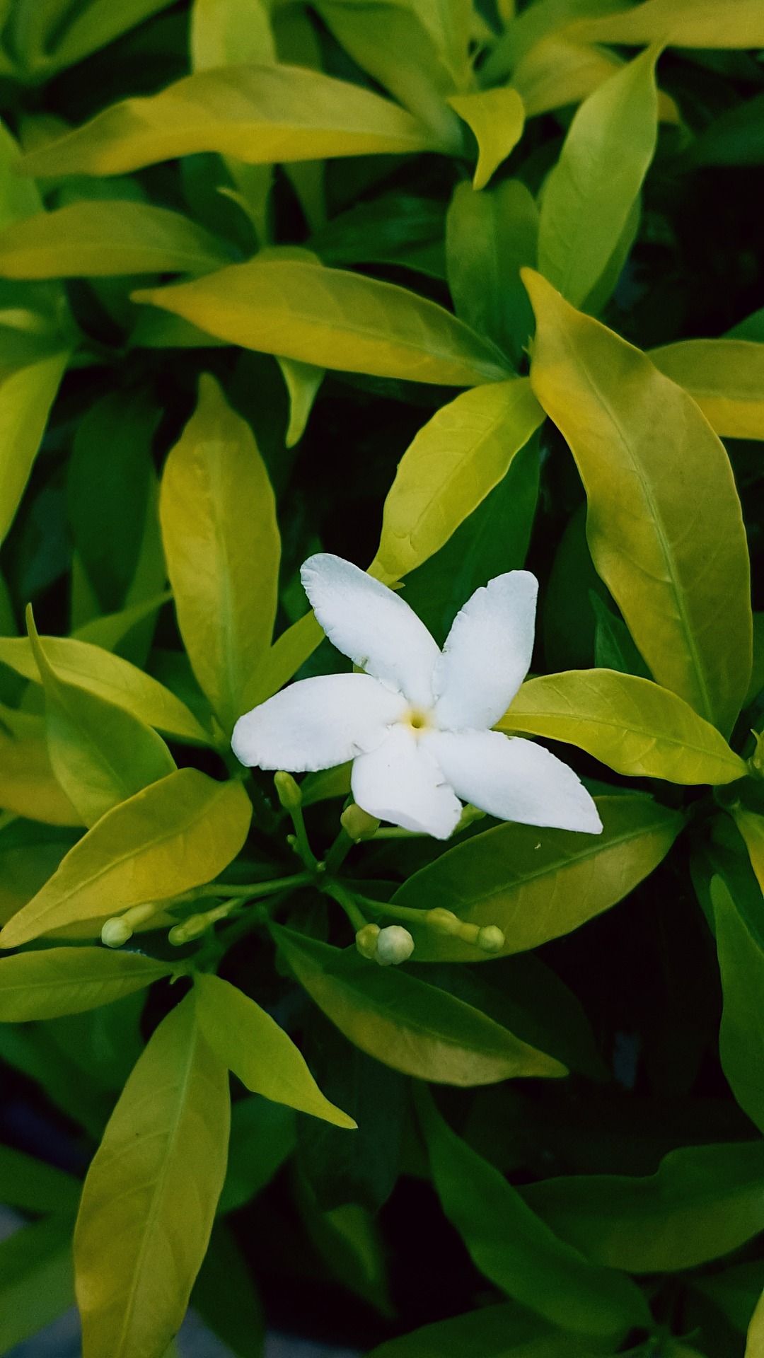 Jasmine