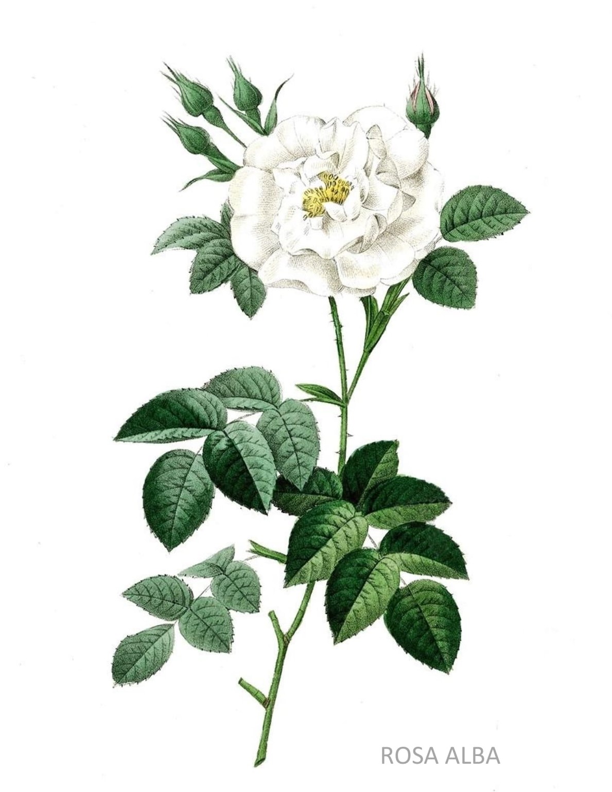 Rosa Alba