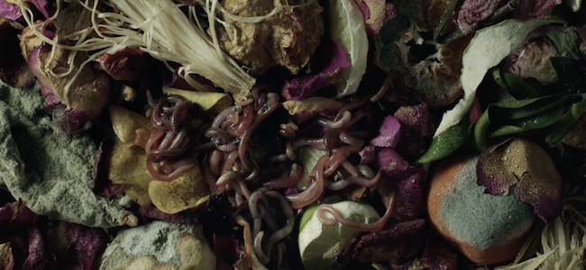 earthworms into plants and rotten fruit