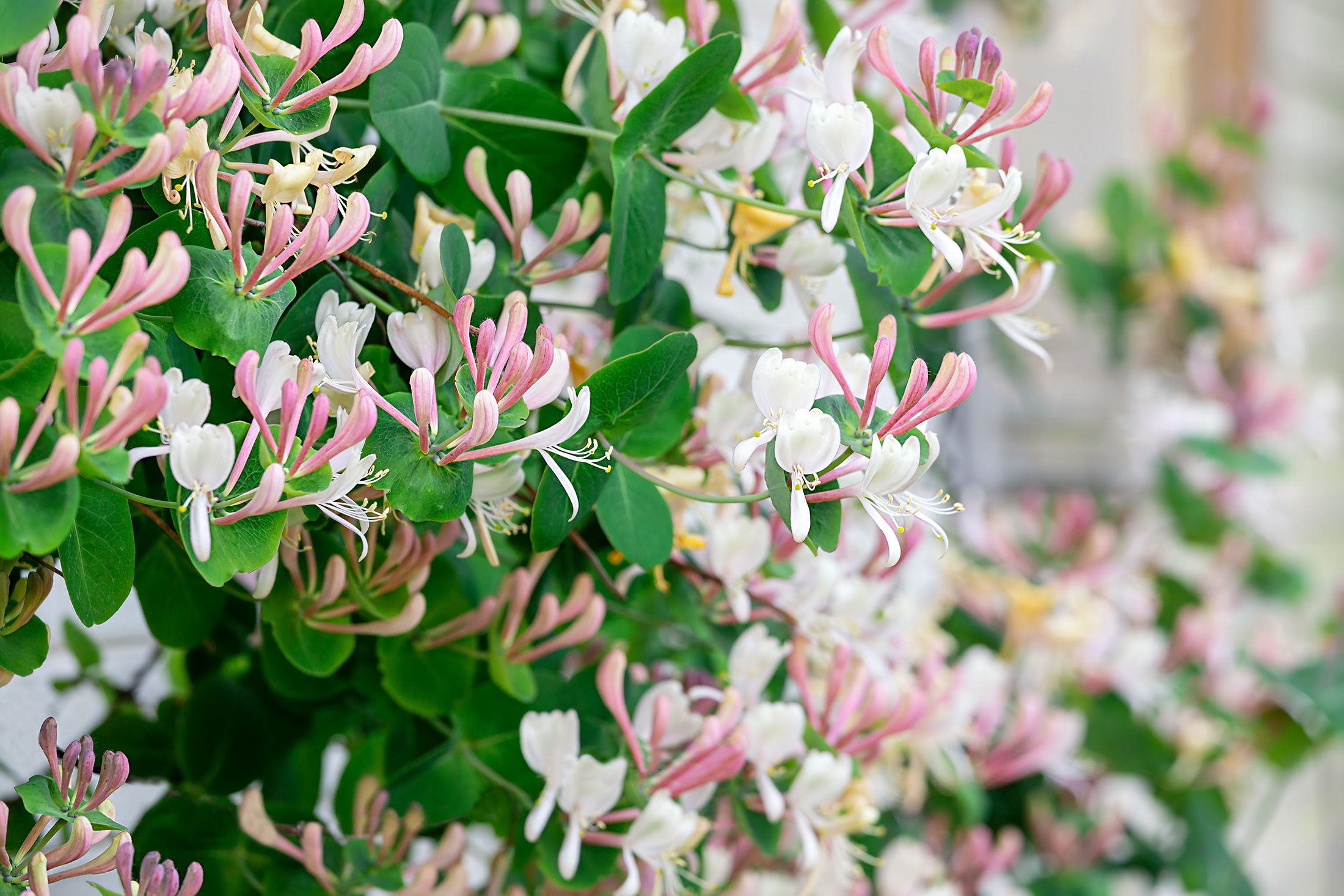 Aerin Mediterranean Honeysuckle Tiare