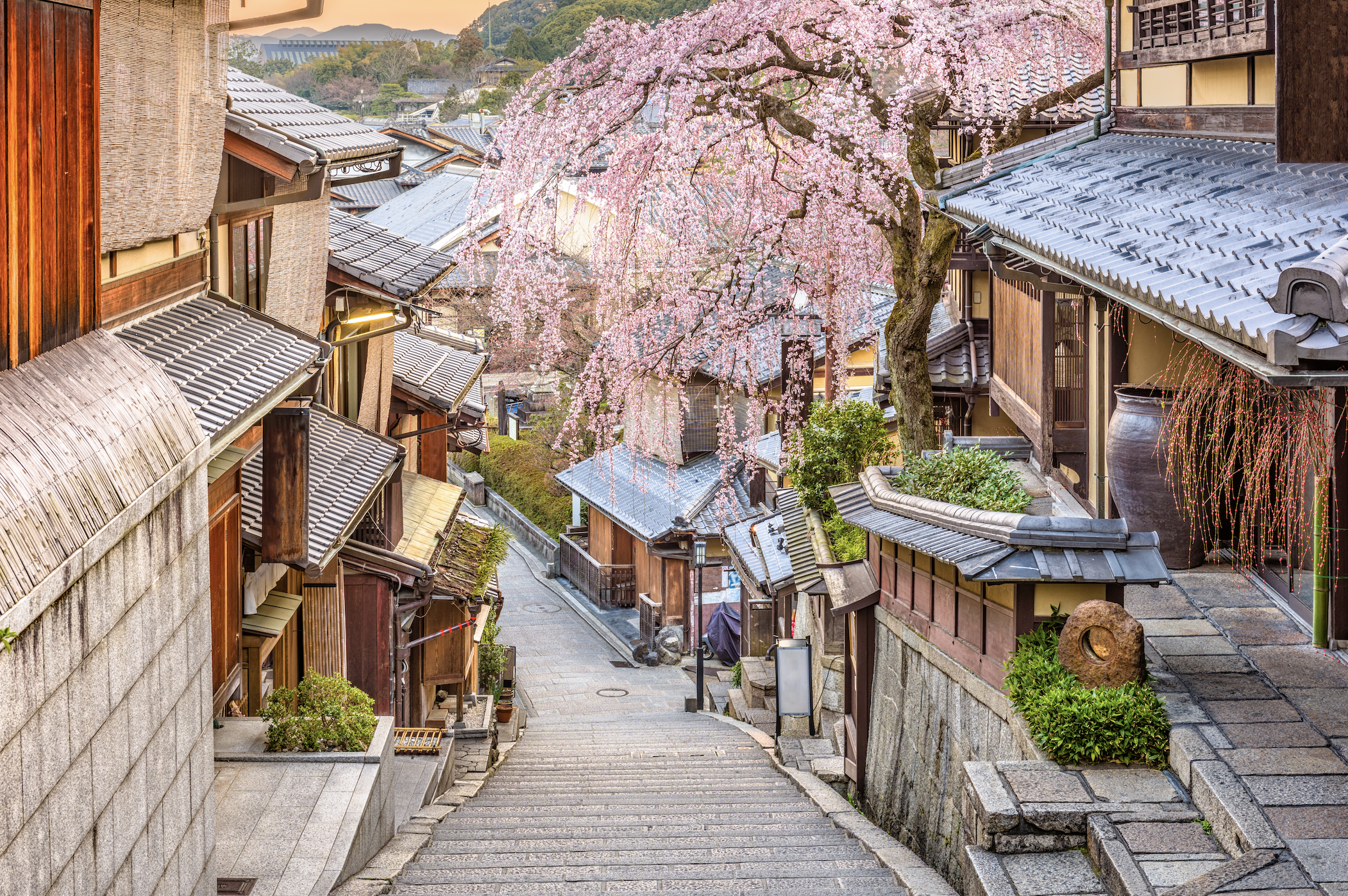 Kyoto in bloom