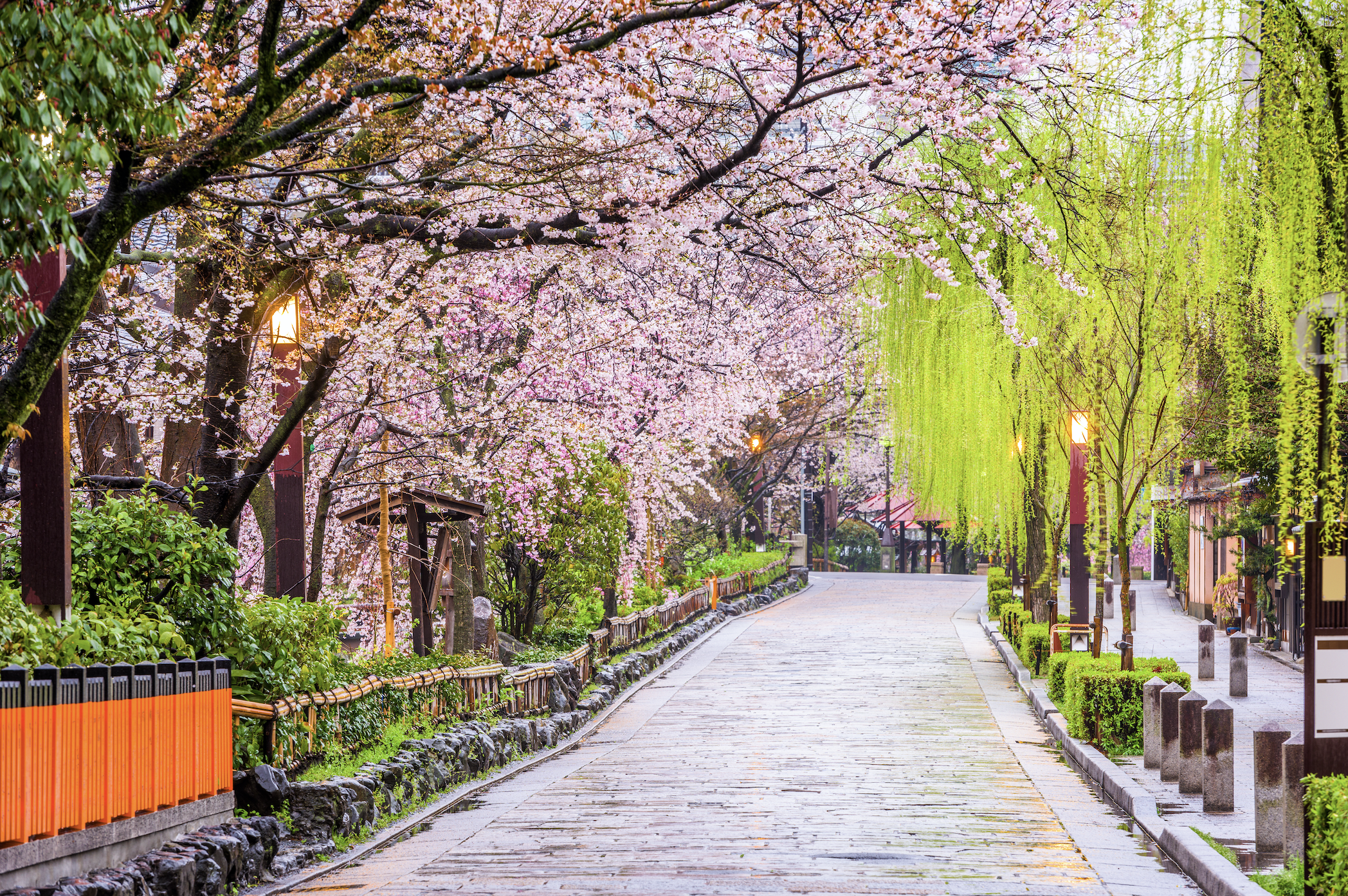 Kioto in bloom