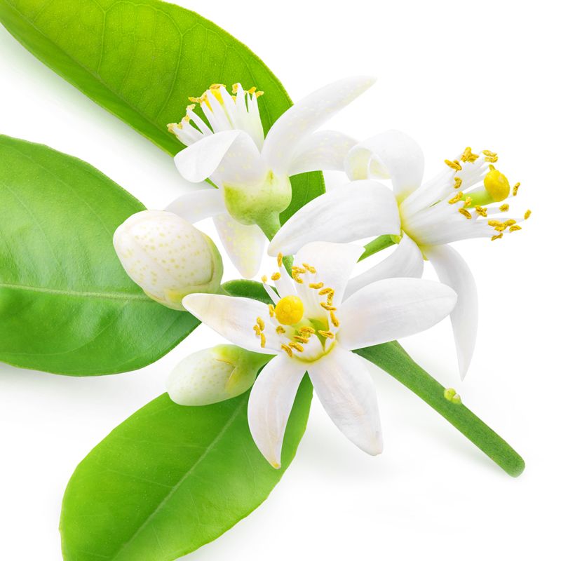 orange blossom