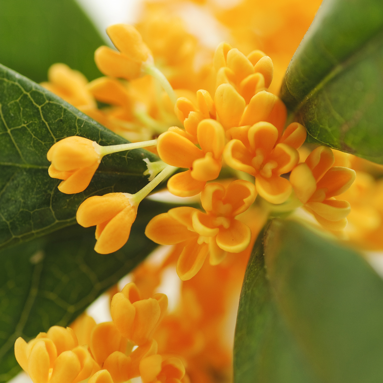 osmanthus