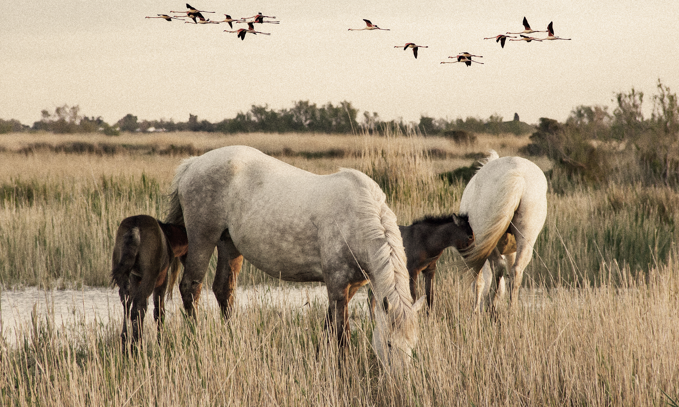 Wild horses grazing in the Camargue