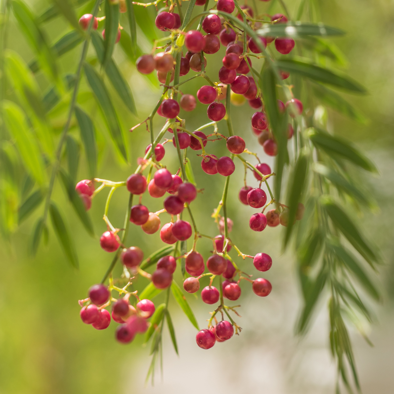 pink pepper