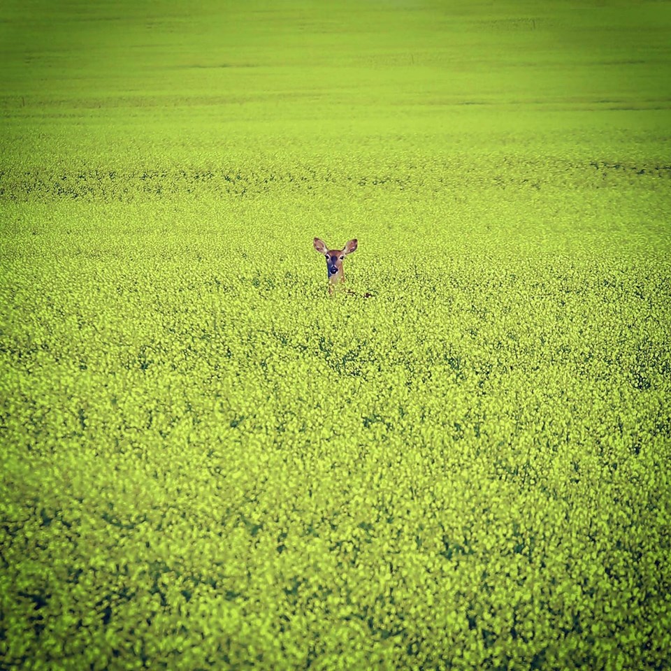 LOLITA LEMPICKA OH MA BICHE