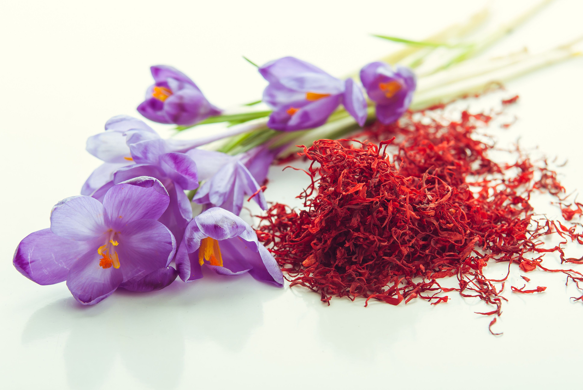 crocus flower and saffron stamens