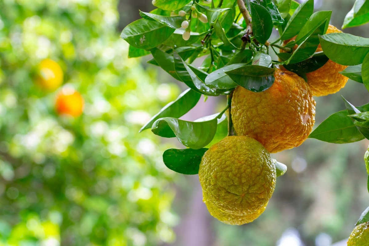 Bergamot orange. Оранжевые бергамоты. Bergamot Tree. Sour Fruits.