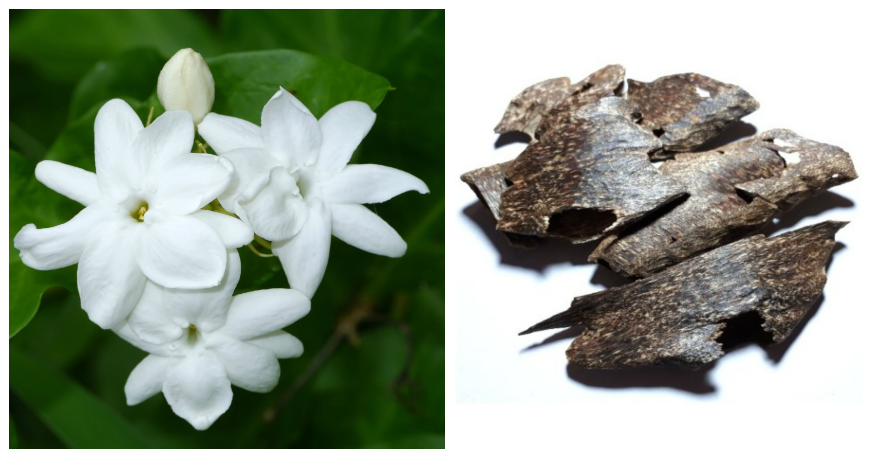 jasmine oud