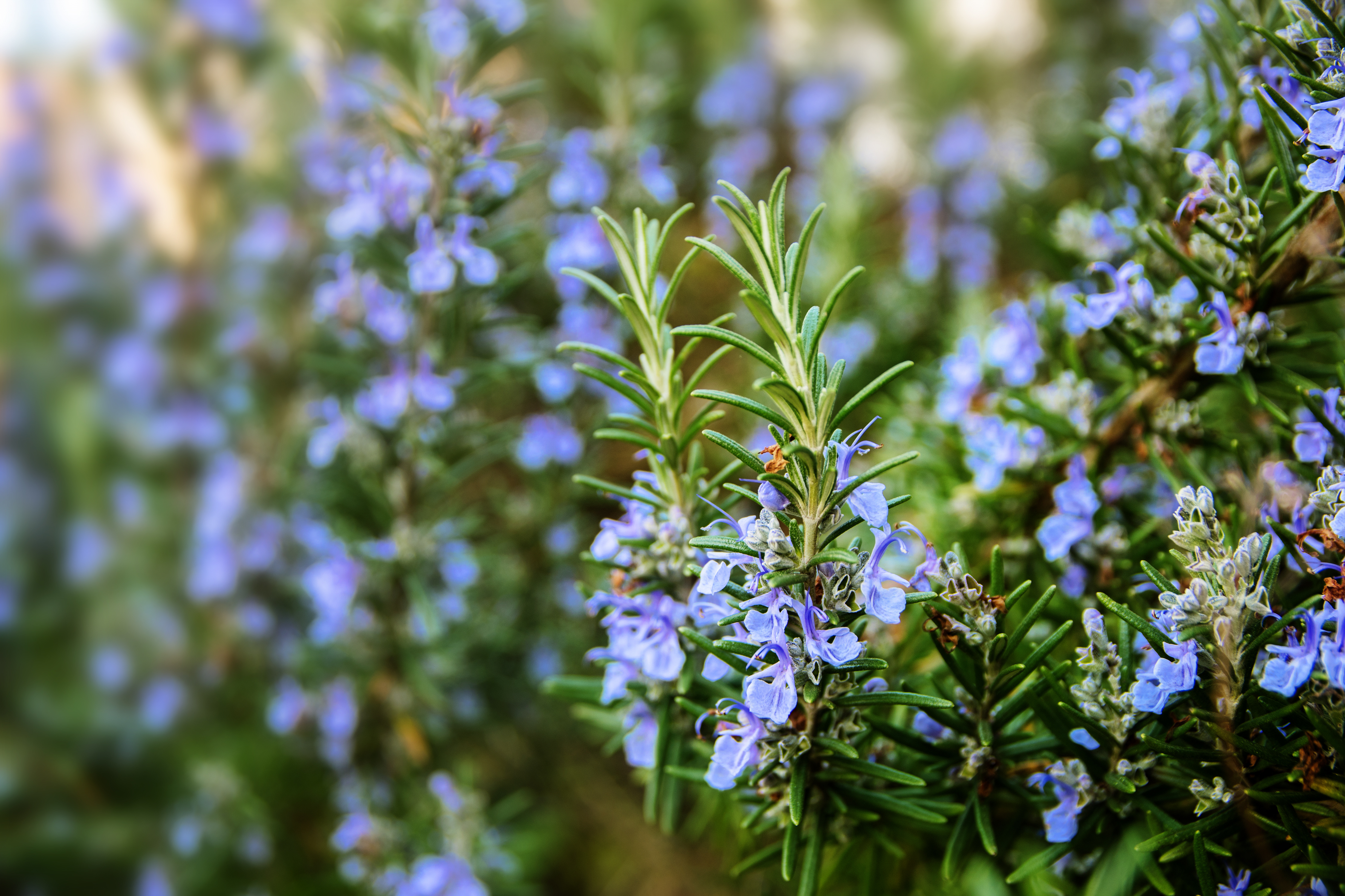 Розмарин officinalis