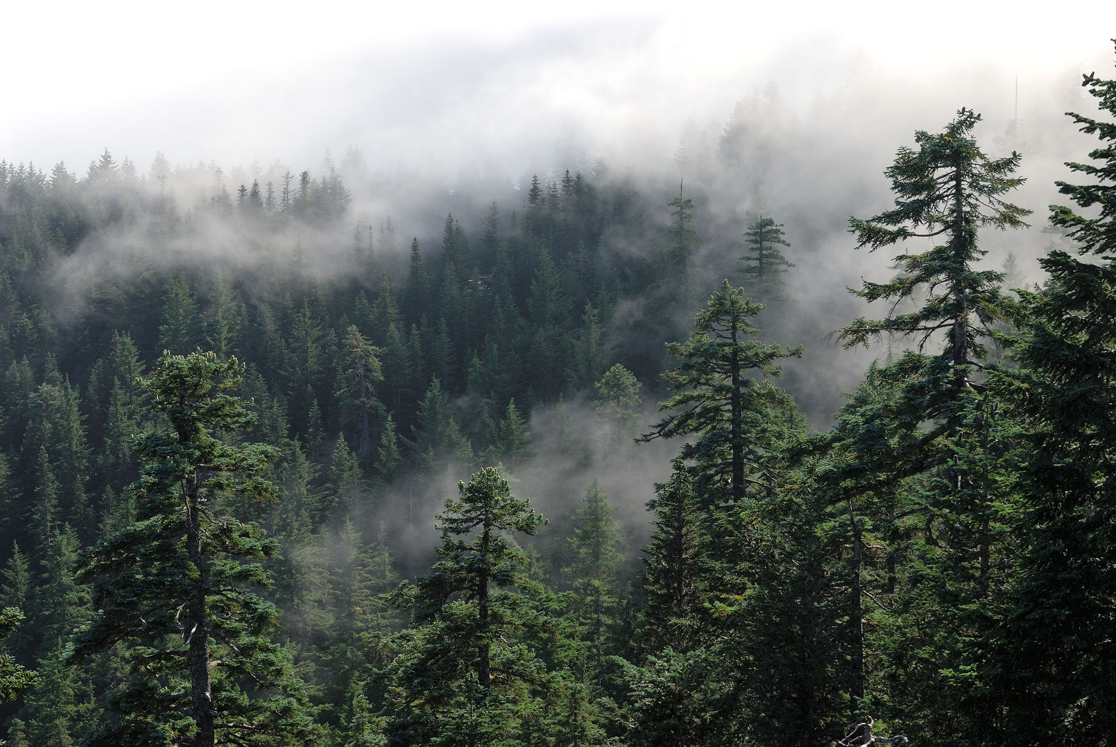 Review von Slumberhouse Fjerne, die unerwartet gourmandige neue