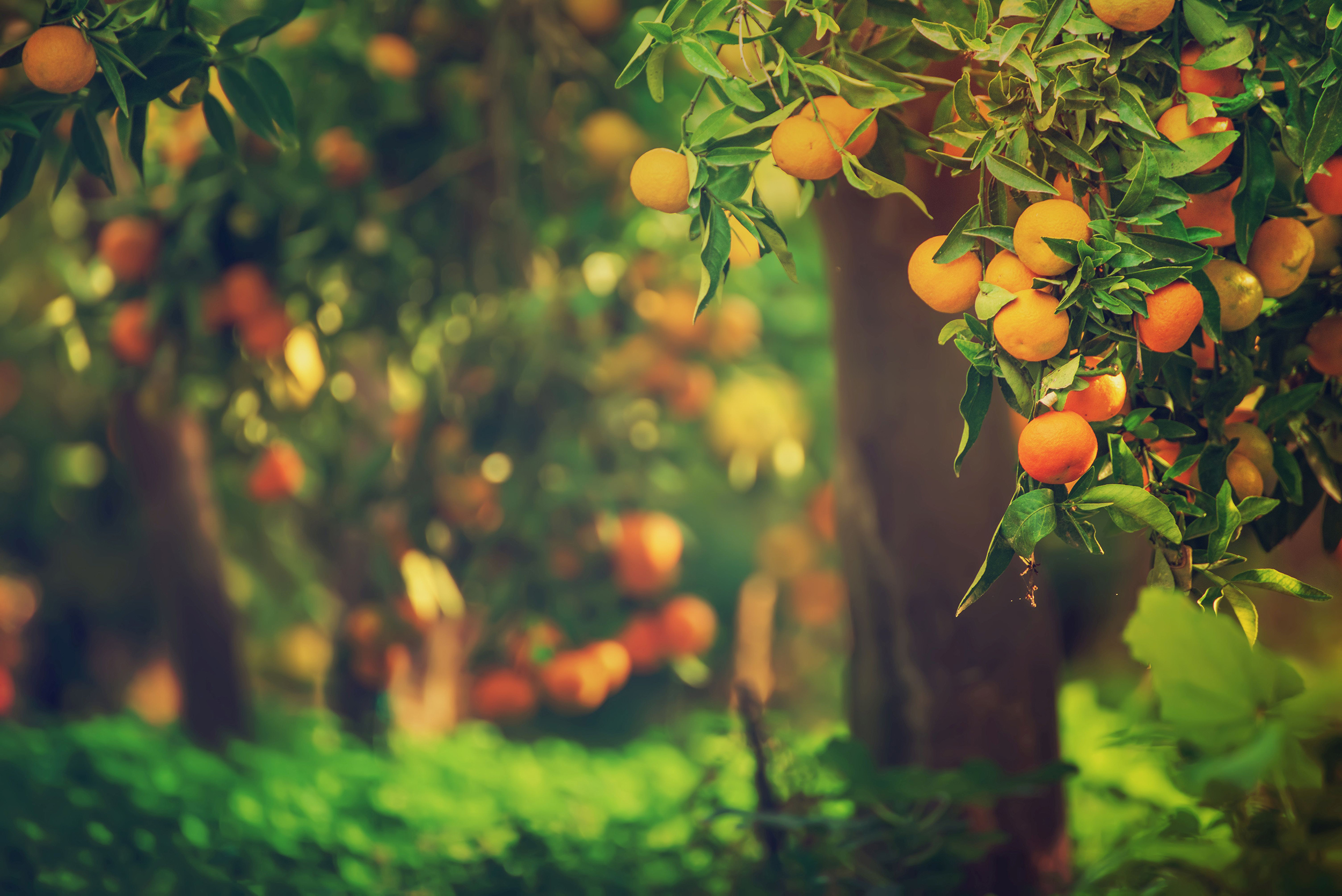 mandarin trees
