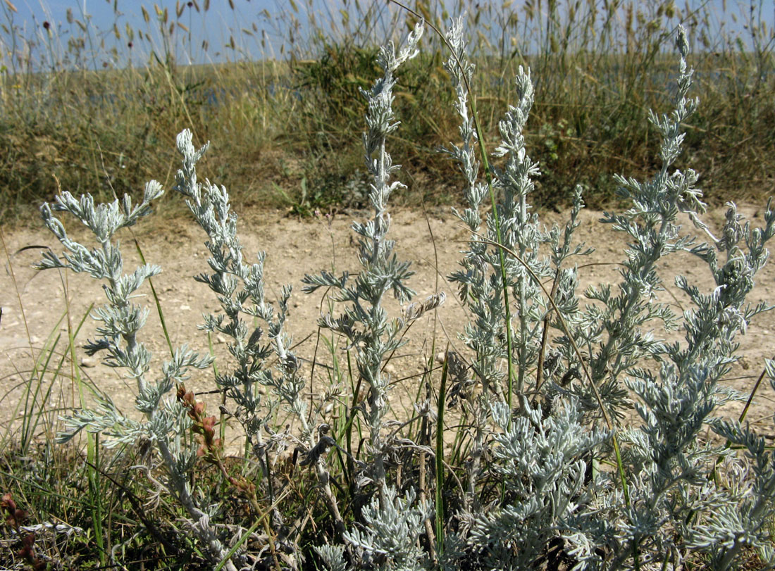 Полынь Крымская (Artemisia Taurica)